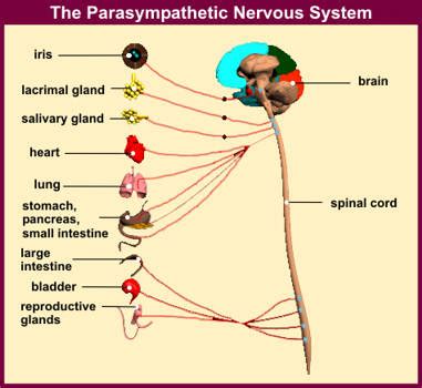 Relax Yourself: The Parasympathetic Nervous System