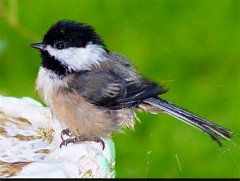 Maine & Massachusetts State Bird - Cute little Chickadee | Black capped ...