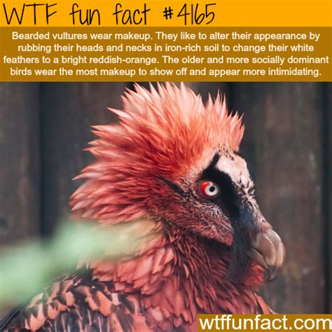 Bearded Vultures - WTF fun facts | Bearded vulture, Fun facts, Weird facts