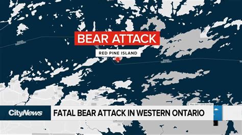 Fatal bear attack in Ontario