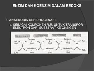 Oksidasi biologi | PPT