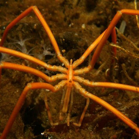 Researchers have more questions than answers about giant sea spiders | CBC News