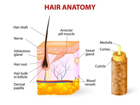 Hair Structure, Anatomy and Composition - Harley Street HTC