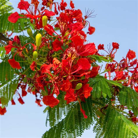 Royal Poinciana Trees for Sale – FastGrowingTrees.com