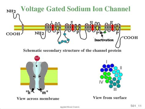 Sodium channels activation and inactivation gates – Telegraph