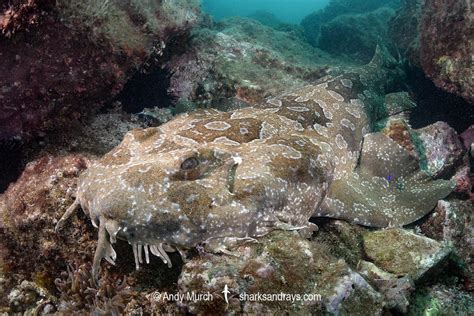 Spotted Wobbegong 039 | Sharks and Rays