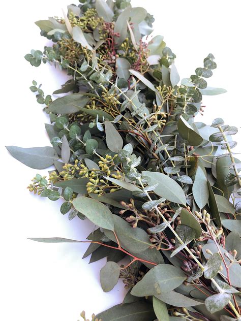 Fresh Eucalyptus Garland A Variety of Real Greenery Garland | Etsy