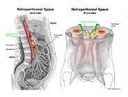 Medivisuals Retroperitoneal Space Medical Illustration