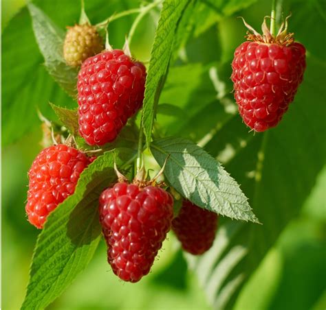 Raspberry Plants Archives - Ison's Nursery & Vineyard