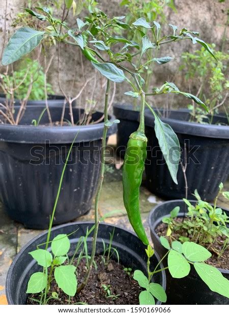 Indonesian Chilli Called Cabe Hijau Panjang Stock Photo 1590169066 | Shutterstock