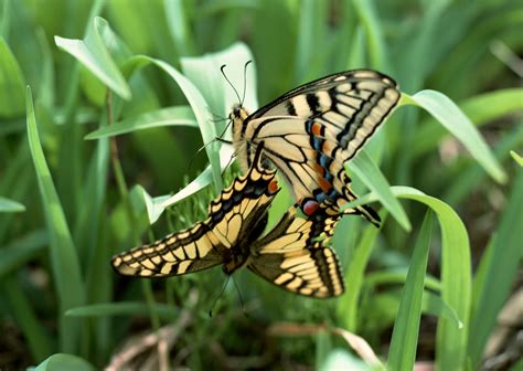 Butterflies in the Grass Wallpaper | Gallery Yopriceville - High ...