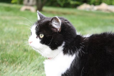 Tuxedo at her best!! | Cats, Animals, Best