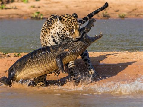 wallpaper crocodile, jaguar, hunting, mining, beach HD : Widescreen ...