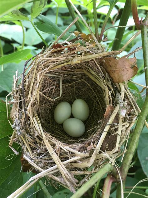 Maryland Biodiversity Project - Indigo Bunting (Passerina cyanea)