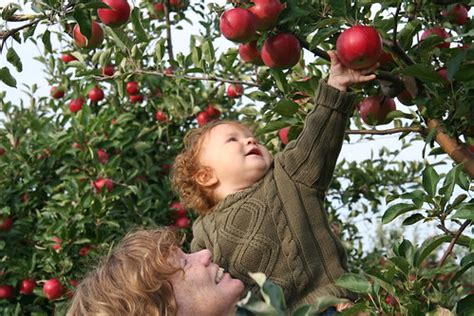 Apple picking 2006 | Tim & Selena Middleton | Flickr