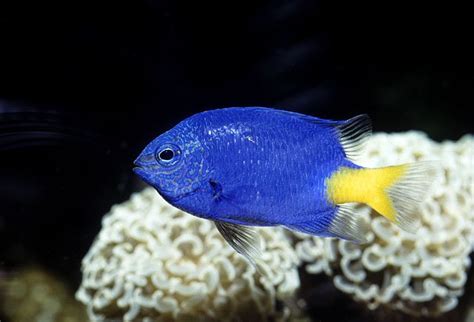 Damselfish Fish Breed Information and Pictures - PetGuide | PetGuide