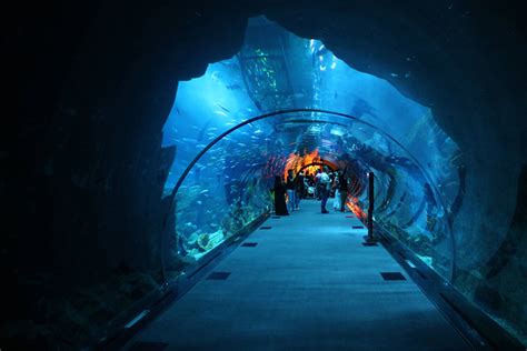 Aquarium - Tunnel - ZooChat