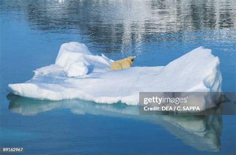 Bear Island Norway Photos and Premium High Res Pictures - Getty Images