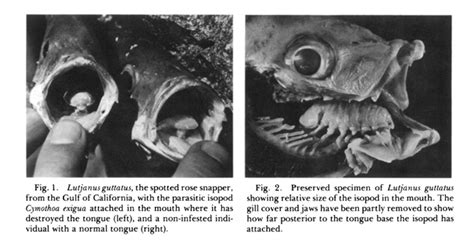 neurophysiology - How can a tongue-biting parasitic arthropod become a ...