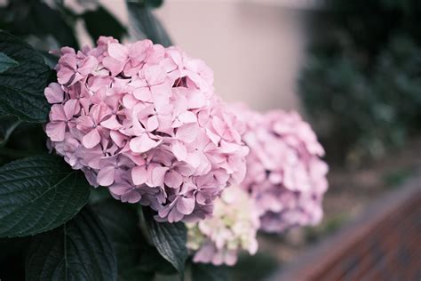 Purple Hydrangeas Photos, Download The BEST Free Purple Hydrangeas ...