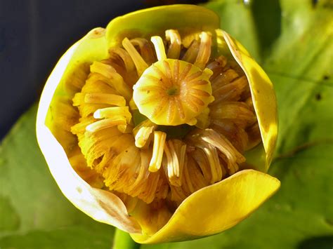 Photographs of Nuphar Lutea, UK Wildflowers; Yellow flower