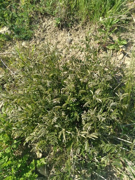 Wild/feral legume ID request(not great photos) - The Ethnobotanical Garden - Shroomery Message Board