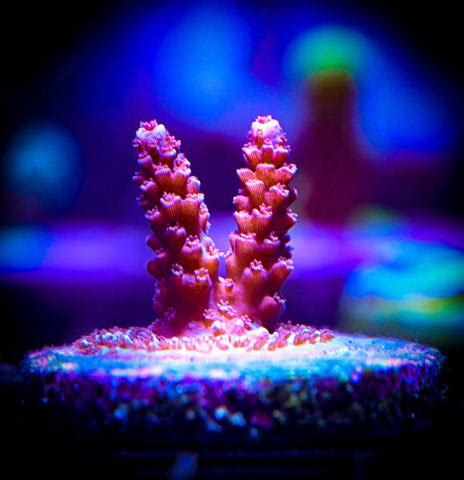 Reef Chasers | Coral Care Guide How-To | Acropora Coral