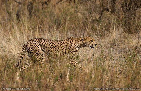 Samburu National Reserve – Travel guide, Map & More!