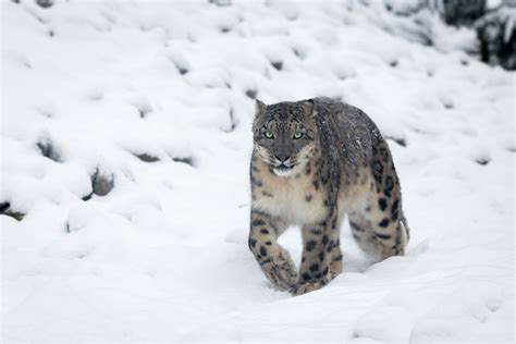 Snow leopards in Mongolia - People's Trust for Endangered Species