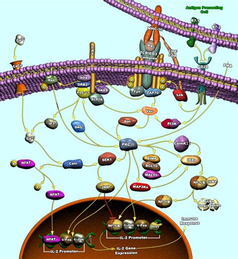 PKC Pathway | RayBiotech