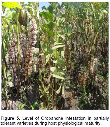 African Journal of Agricultural Research - performance of faba bean (vicia faba l.) varieties ...