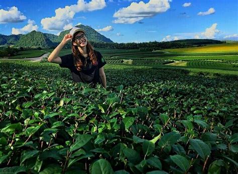 Singha Park: ‘Sip a cup of tea in the middle of mountains.’