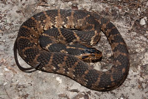 Southern Watersnake – Florida Snake ID Guide