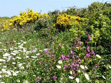 Enjoying the wild flowers in Guernsey