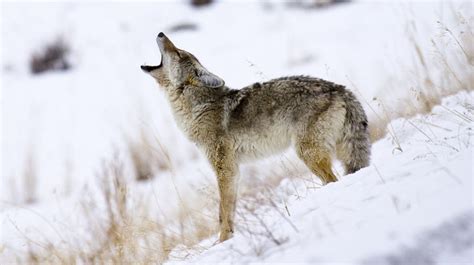 Importance of Controlling Coyote Population – Illinois Farm & Rec Land