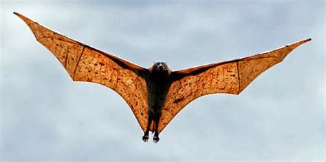 Lil Black Bloody Hood: Largest Bat in the World -- in the PHILIPPINES! :D