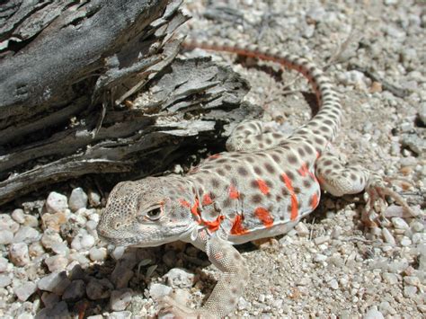 Long-nosed Leopard Lizard (Gambelia wislizenii) | Idaho Fish and Game