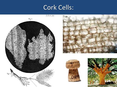 PPT - Cork Cells: PowerPoint Presentation, free download - ID:2217889