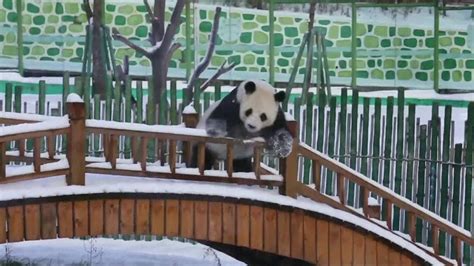 Pandas play in snow - YouTube