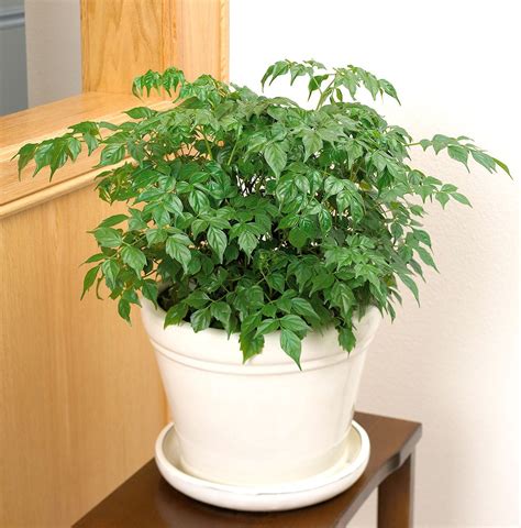 China Doll Makes a Beautiful Houseplant With Its Fernlike Foliage ...