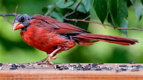 Female Cardinal Feather Loss