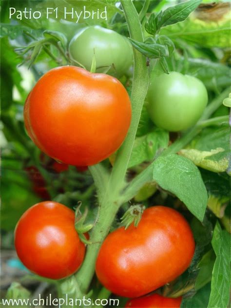 ChilePlants.com - PATIO F1 HYBRID - Live Tomato Plant