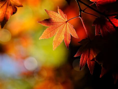 Free download wallpapers Windows 7 Autumn Wallpapers [1024x768] for your Desktop, Mobile ...