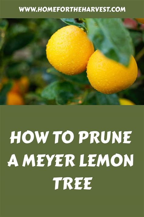 How to prune a Meyer lemon tree 🍋 ️ A step-by-step guide