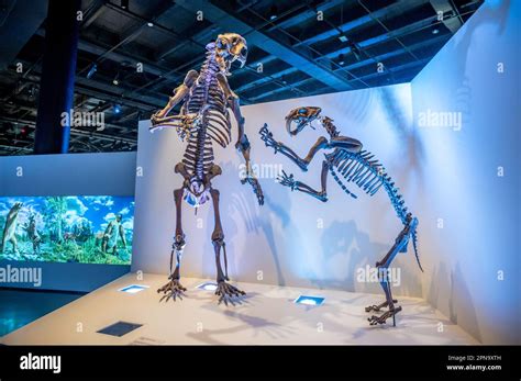 Houston, Texas - April 7, 2023: Dinosaur exhibits at the Houston Museum ...