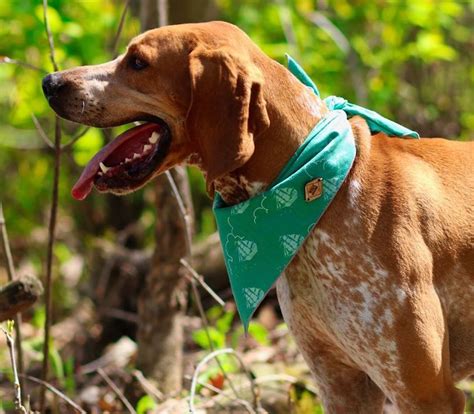 American English Coonhound Breed Info Guide: Quirks, Pictures, Personality & Facts - BarkPost