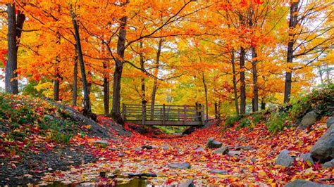 Landscape View Of Wood Bridge Below Orange Yellow Autumn Leaves Trees HD Autumn Wallpapers | HD ...