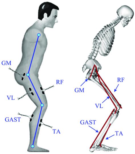 Schematic presentation of the EMG electrodes' placement and muscles in ...