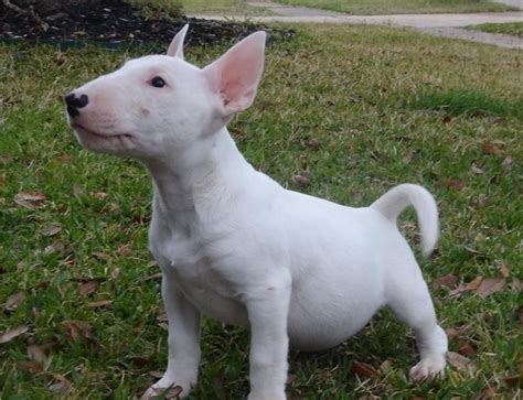 English White Terrier Puppies For Sale | Los Angeles, CA #156403