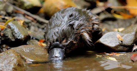 Nature | Baby Platypus Caught on Camera | Season 42 | Episode 1 | PBS